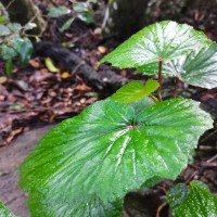 Begonia dipetala Graham